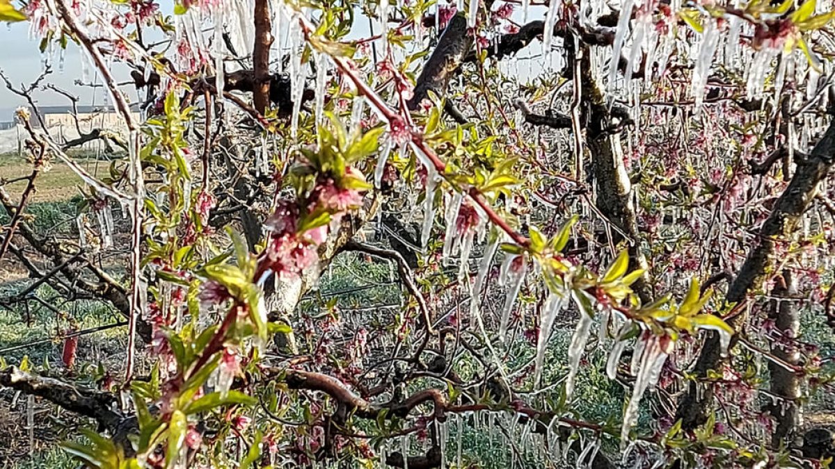 Árboles frutales cubiertos de hielo.