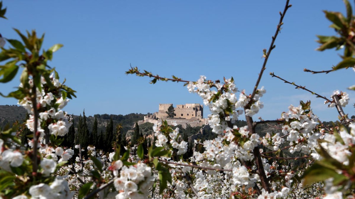 Las flores de cerezo y el castillo de Miravet al fondo.