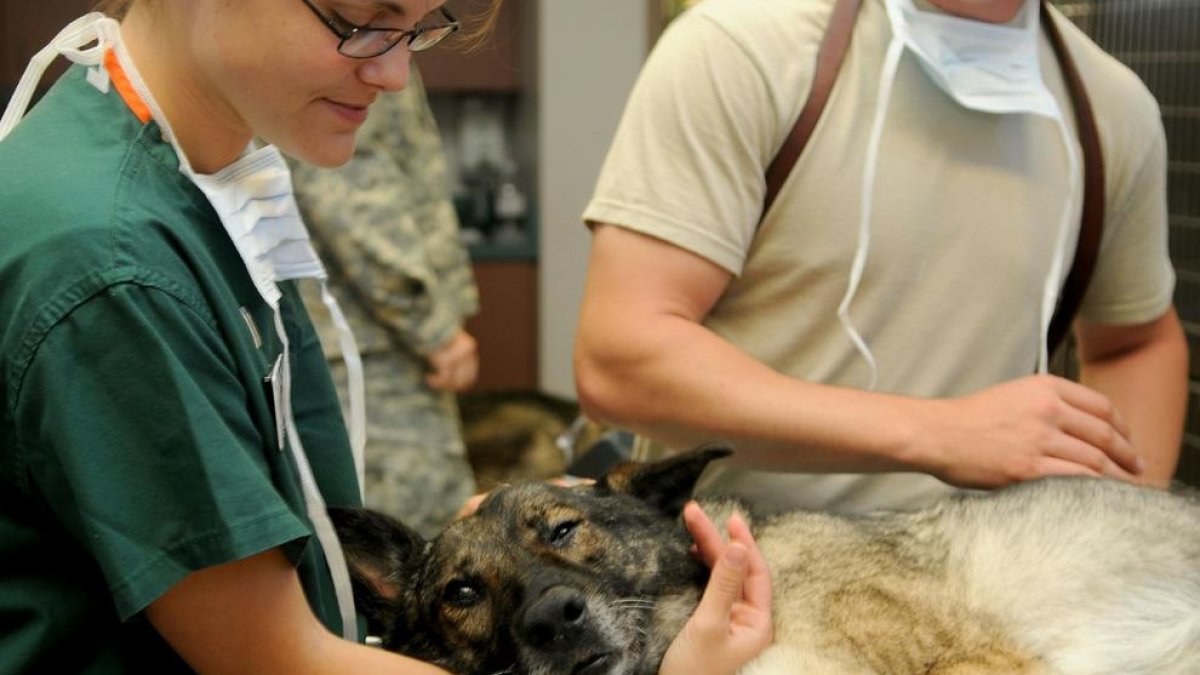 Imatge d'arxiu d'un veterinari