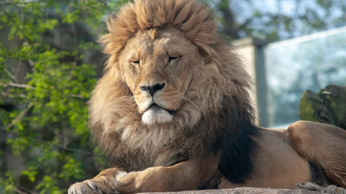Un león del zoo de Barcelona.
