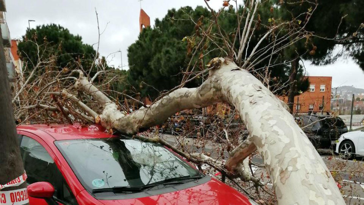 El árbol caído sobre tres coches al carrer de l'Estronci a l'Hospitalet.