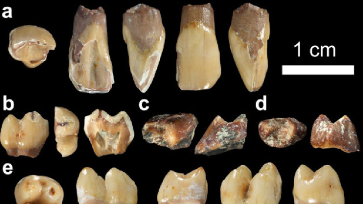 Una petita mostra de la col.lecció de dents de macaco trobades a Guefaït.