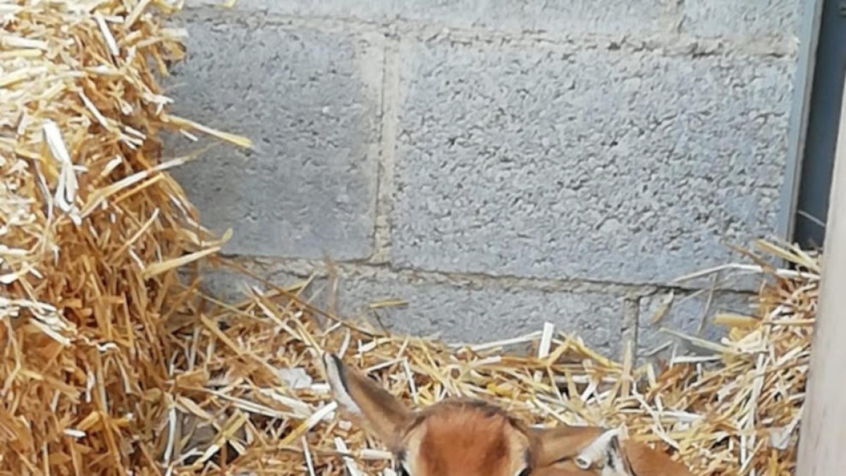 La cria d'òrix blanc nascuda al Zoo.