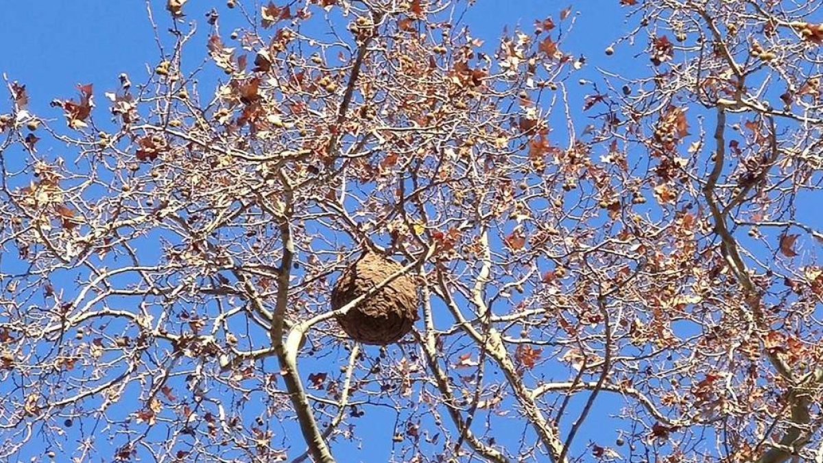 Un nido de avispa asiática encima de un árbol.