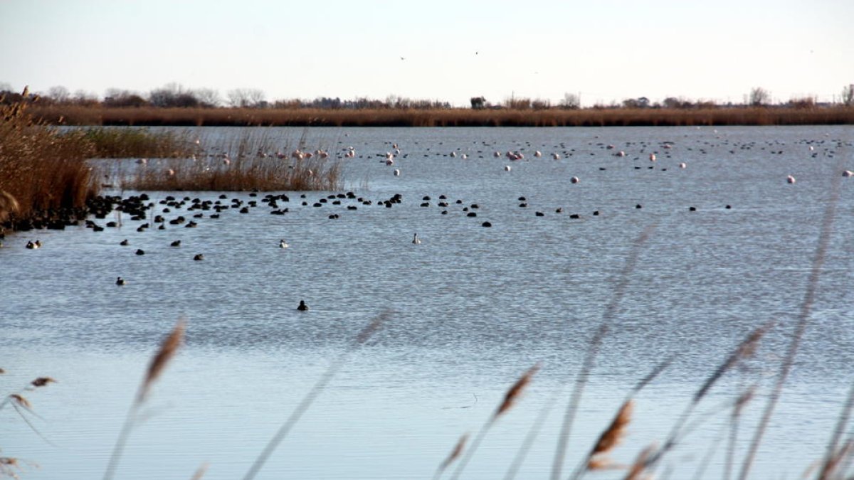 Vista general d'aus a la zona de la llacuna de l'Encanyissada, al Parc Natural del Delta de l'Ebre.