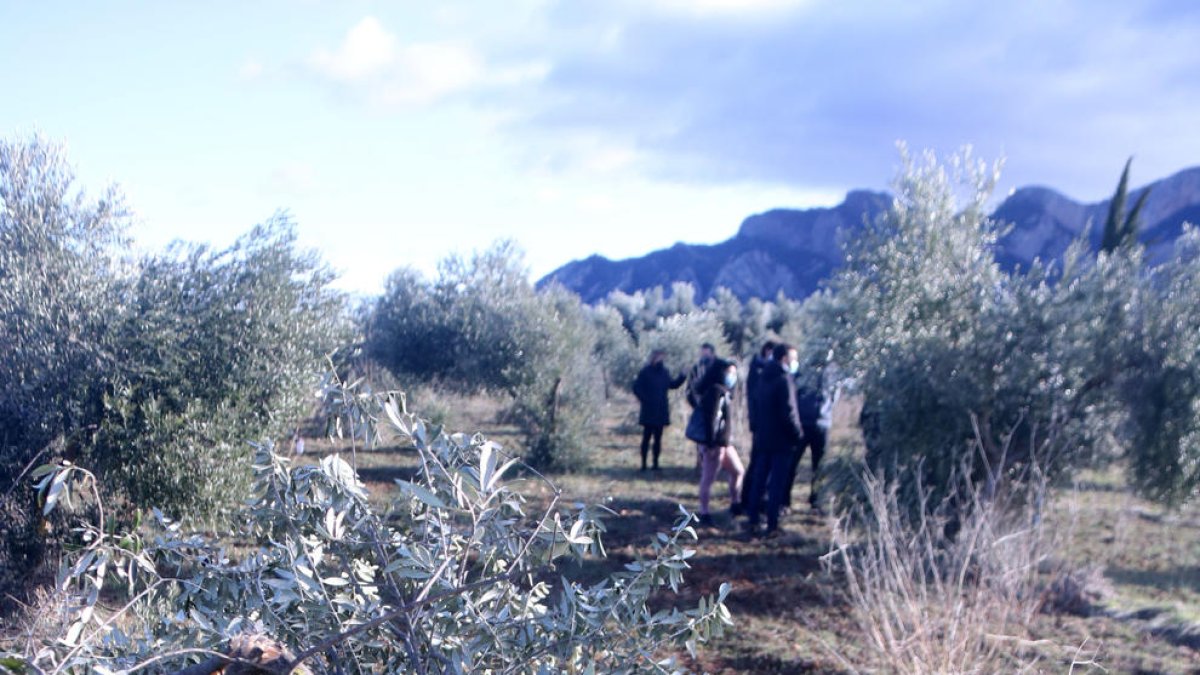 Primer pla d'una olivera trencada pel pes de la neu en una finca d'Horta de Sant Joan, a la Terra Alta.