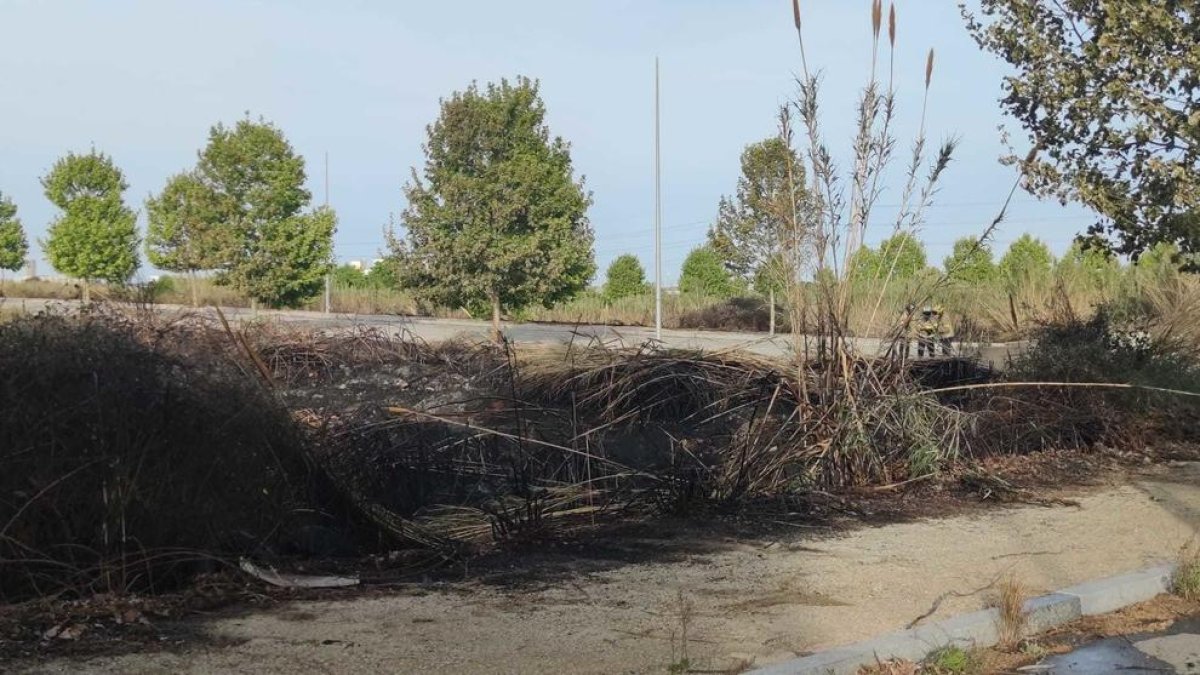 La zona de matolls afectada per l'incendi.