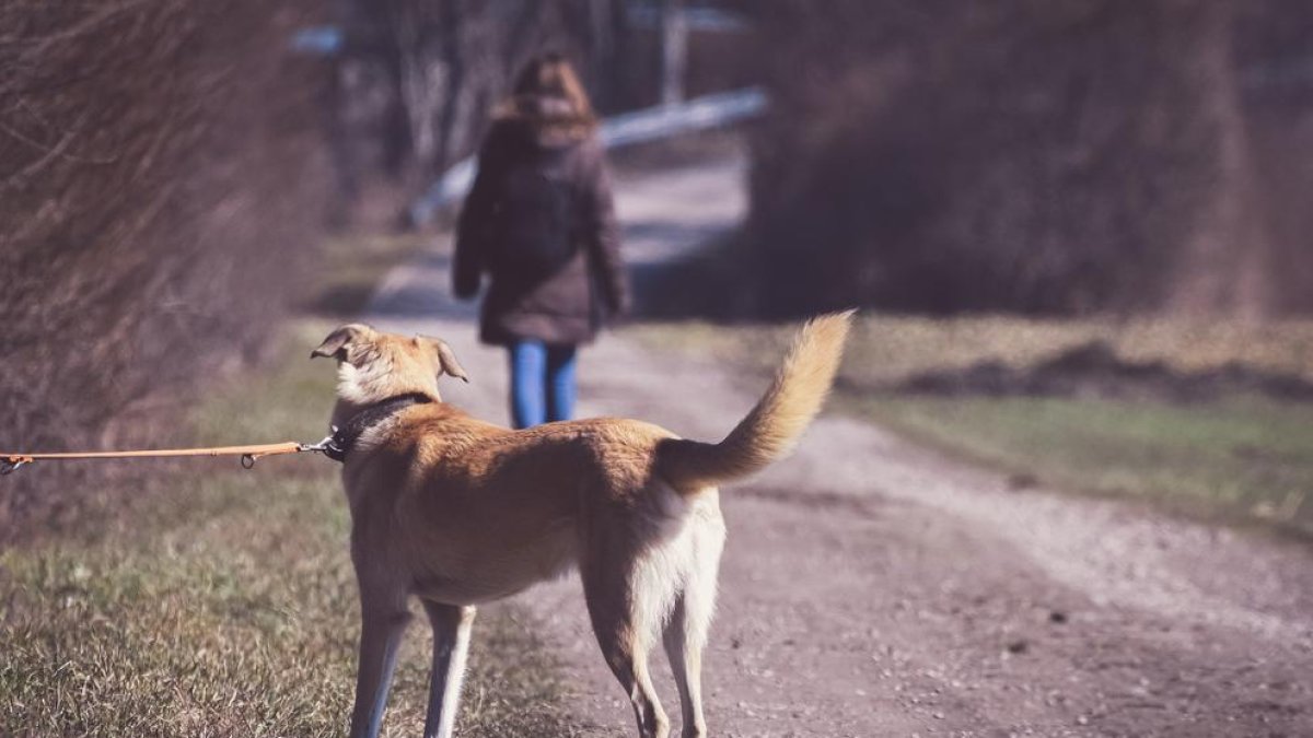 Imagen de archivo del abandono de un perro