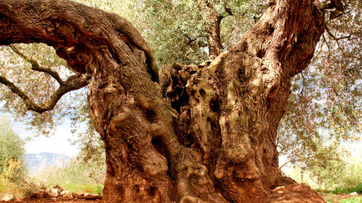 Primer pla del tronc de més de 7 metres de l'olivera 'Mil·lènia' de Godall.