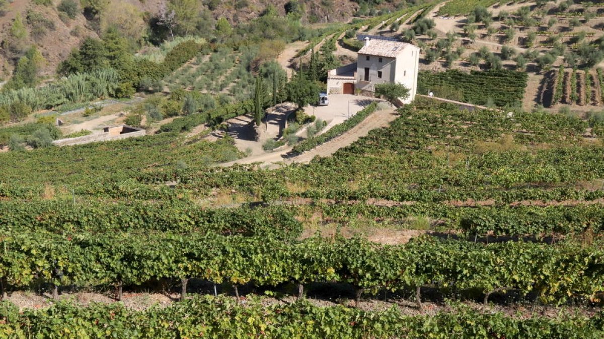 Imatge d'arxiu de la finca de Mas Alsera, a Torroja del Priorat, en l'inici de la verema.