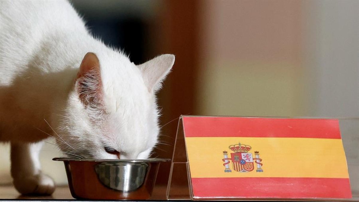 El gat aquil·les ha triat el bol de la selecció espanyola.