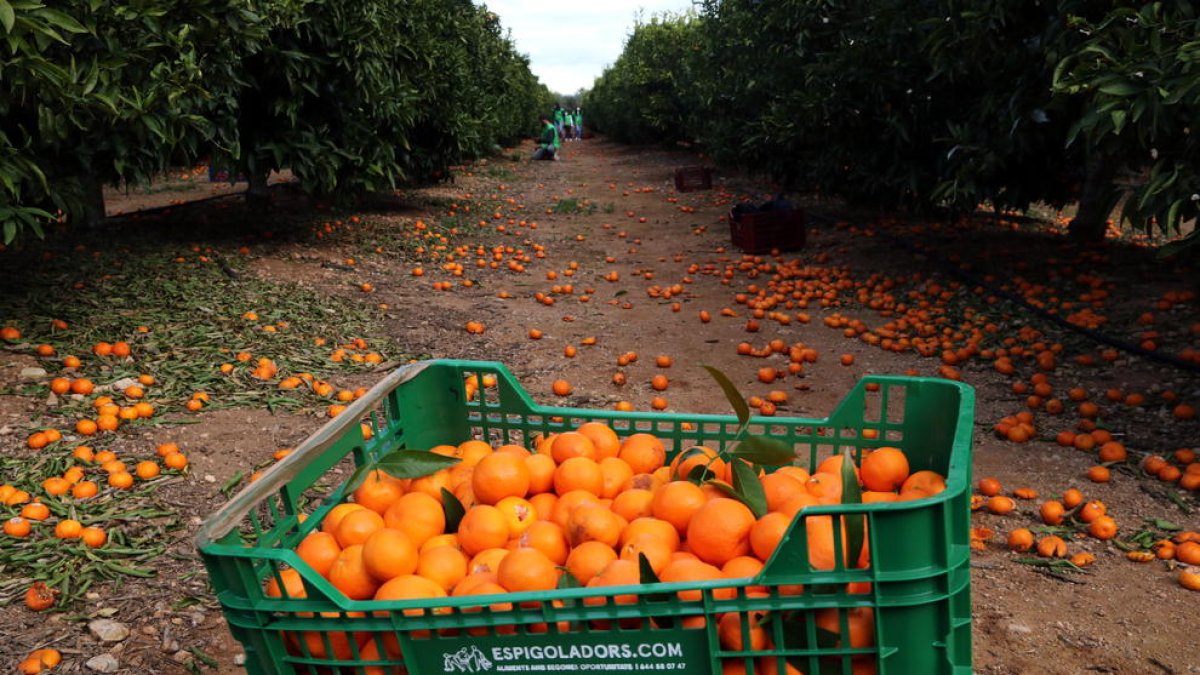 Pla general d'una caixa plena de mandarines i dels voluntaris que han participat en l'espigolada organitzada per la Fundació Espigolers en una finca de Santa Bàrbara (Montsià).