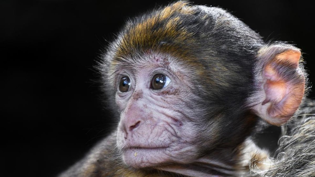 Imagen de archivo de un macaco de berbería.