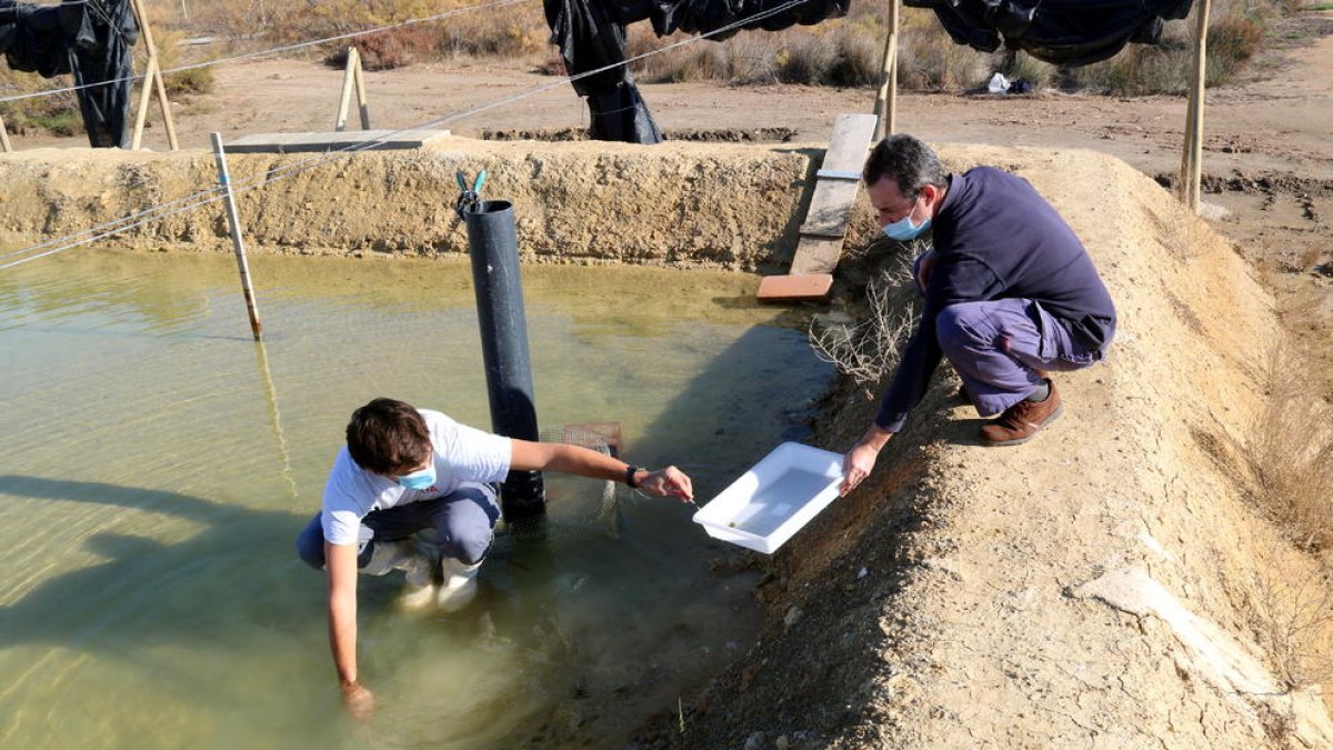 Dos investigadores del IRTA buscando ejemplares de almeja|chirla en el campo experimental para hacer seguimiento del crecimiento de los bivalvos.