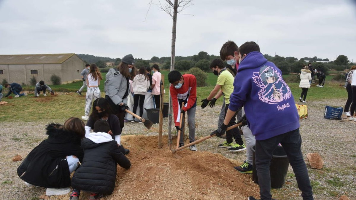 Un grupo de alumnos plantando un árbol.