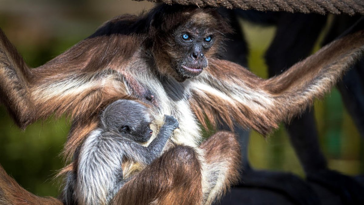 La cria de la mona aranya amb la seva mare, l'Emi, al Zoo de Barcelona.