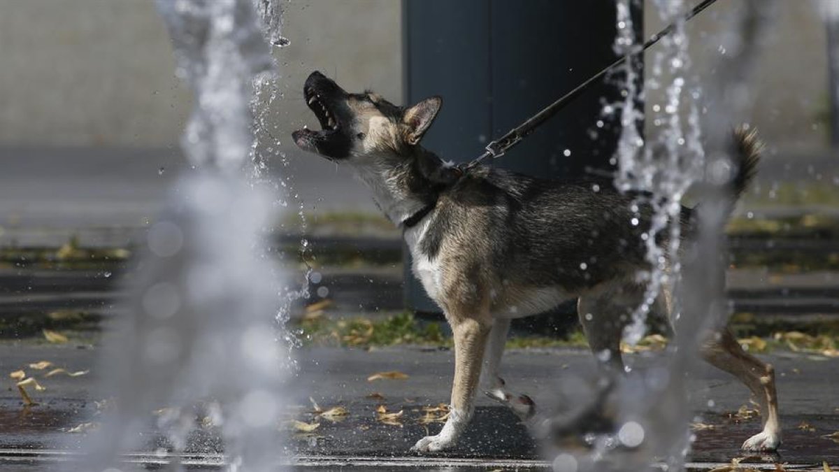 Imatge d'un gos bevent aigua d'una font.