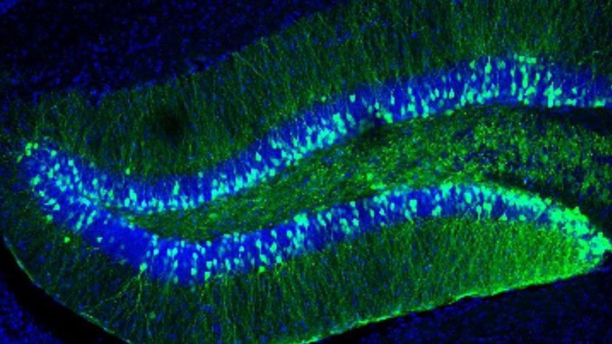 Gir dentat en l'hipocamp d'un ratolí mascle adult.