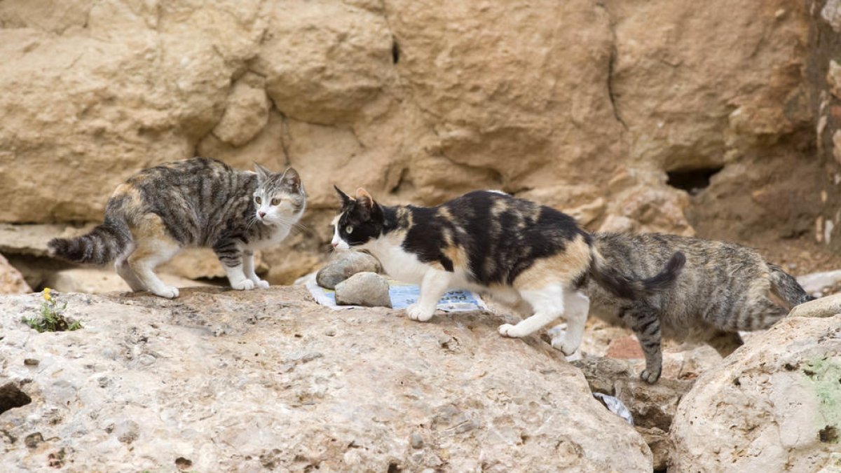 Imagen de archivo de una colonia de gatos ferales en la Part Alta.