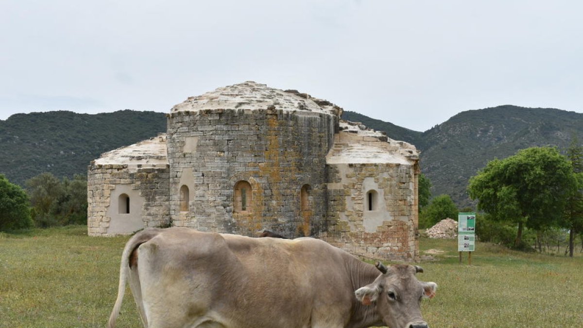 Una vaca davant del Monestir de Santa Maria de Vallverd.