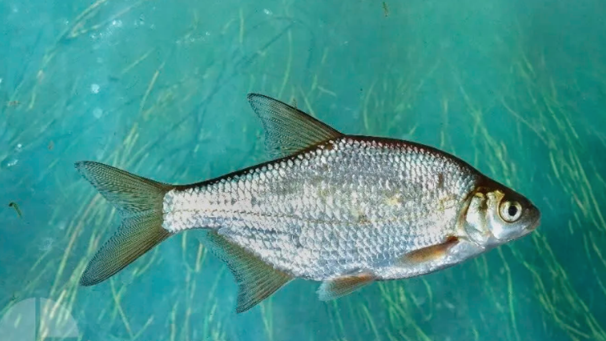 Brema blanca (Blicca bjoerkna), una de las especies capturadas.