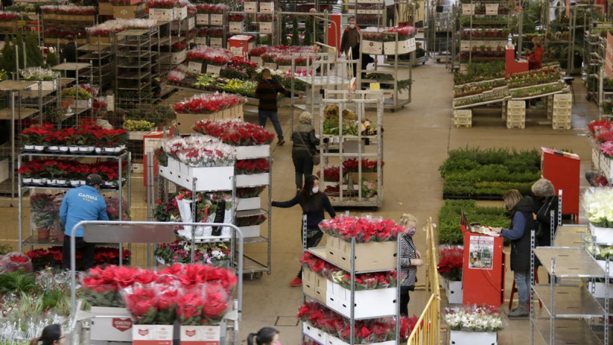El interior del Mercado de Flor y Planta Ornamental de Cataluña en plena campaña de Navidad