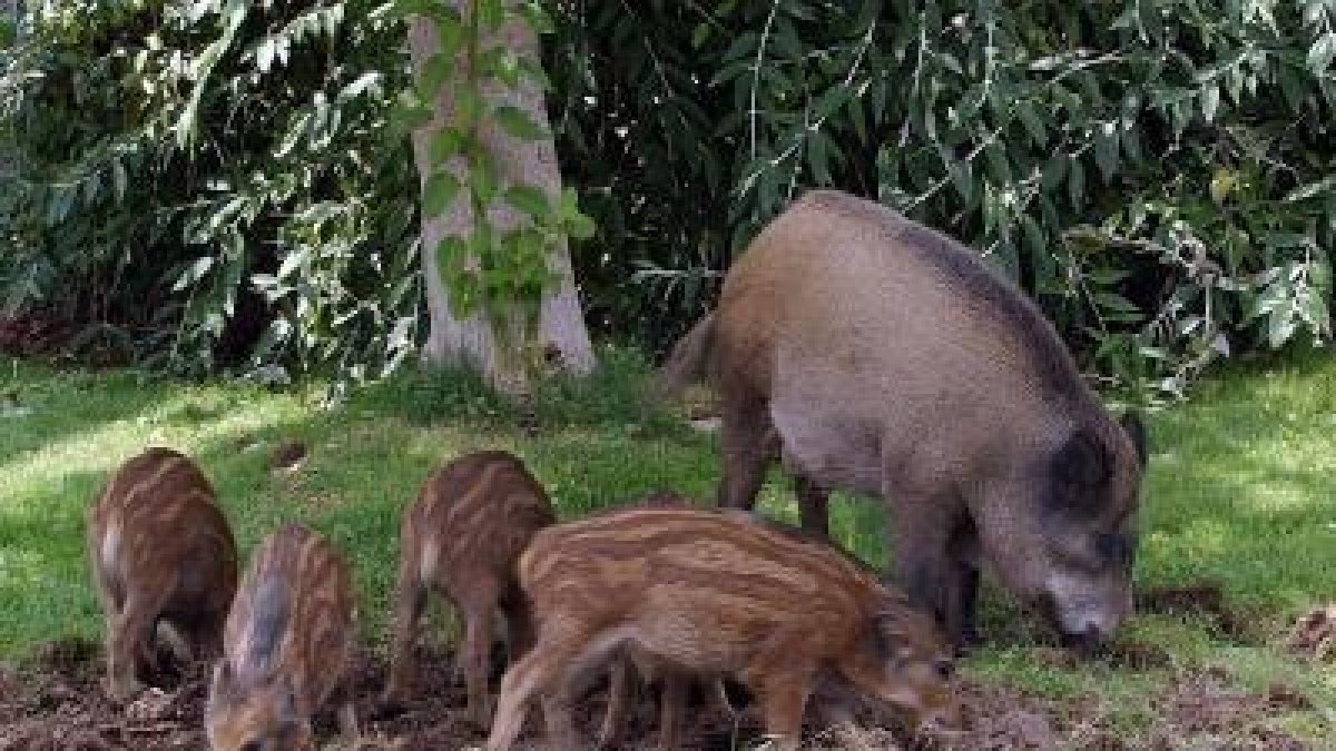 Una família de porcs senglars.