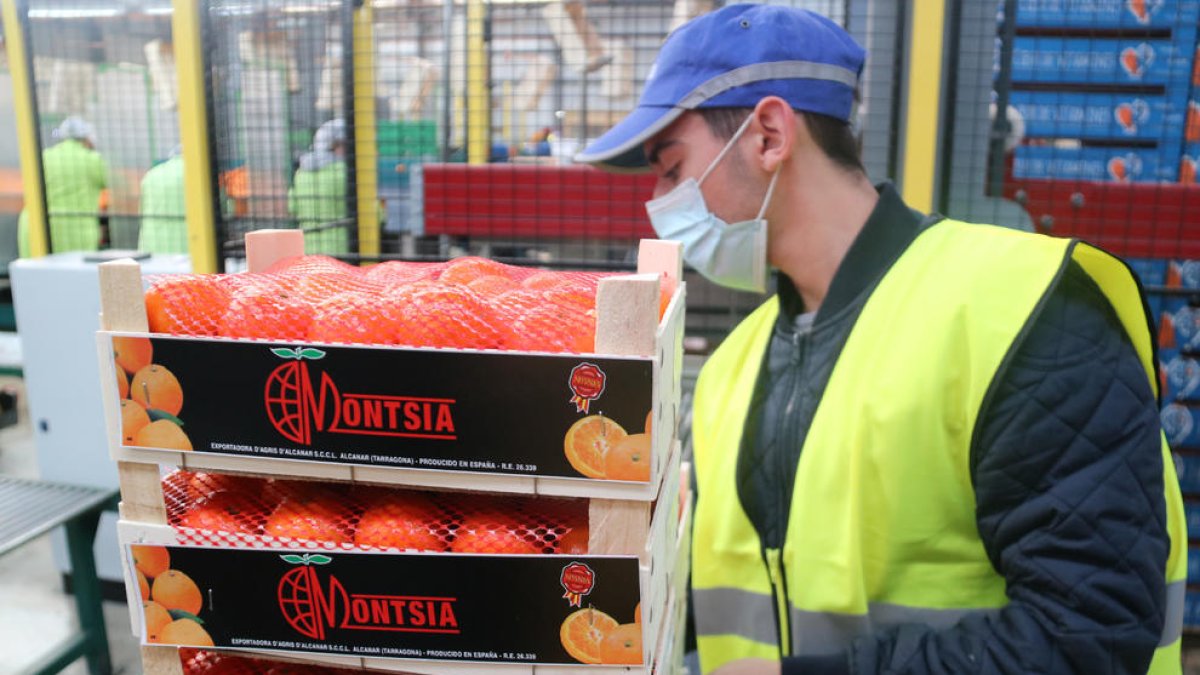 Pla mitjà d'un operari apilant les caixes de mandarines llestes per vendre a la cooperativa Cooperativa Exportadora d'Agris d'Alcanar.