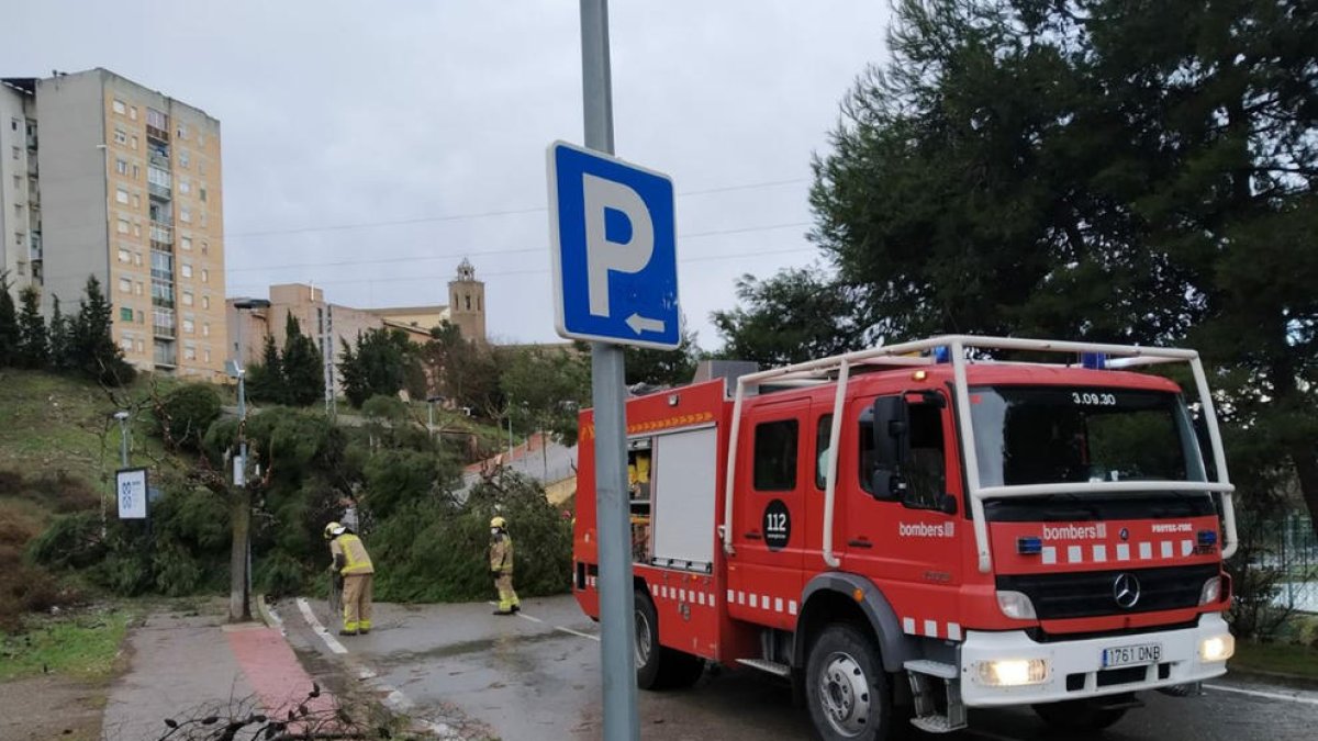 Imatge d'arxiu d'afectacions en arbrats a causa del vent.