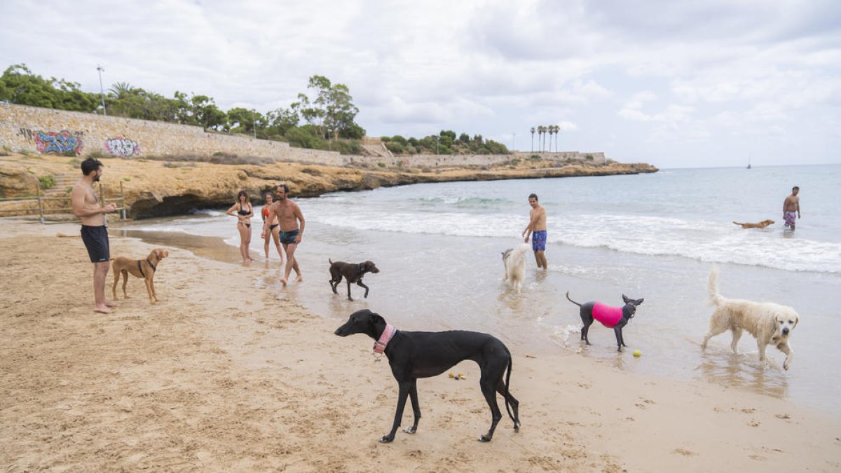 Imagen de los perros jugando al espacio habilitado en la playa del Milagro de Tarragona.