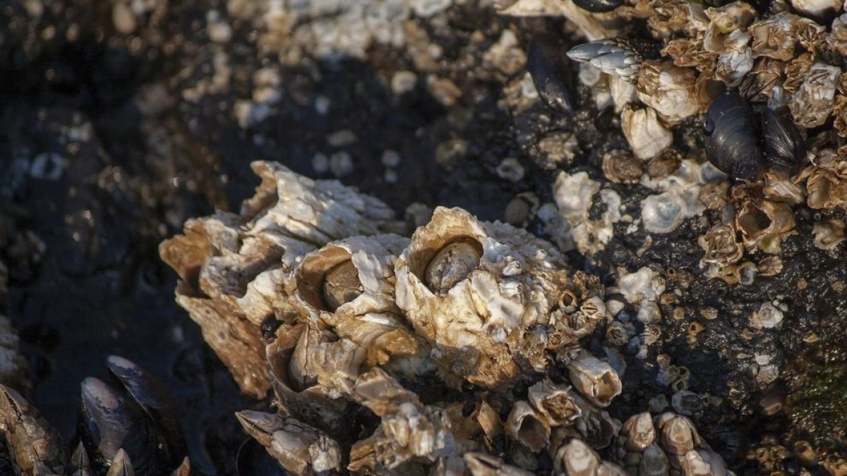 Imatge d'arxiu de percebes.