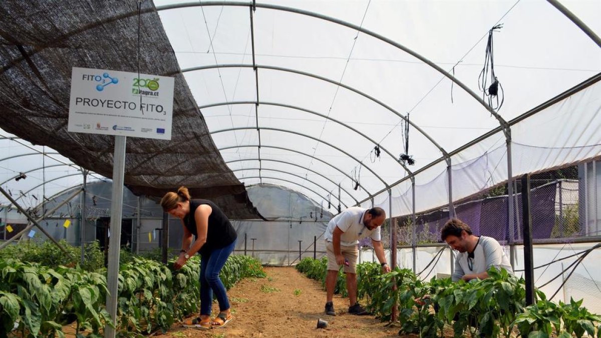 La investigadora del centro tecnológico ITAGRA de Palencia, Susana Luis (i), en uno de los invernaderos donde se ha desarrollado el proyecto FitO3 para evaluar la efectividad del uso del ozono como desinfectante en agricultura.