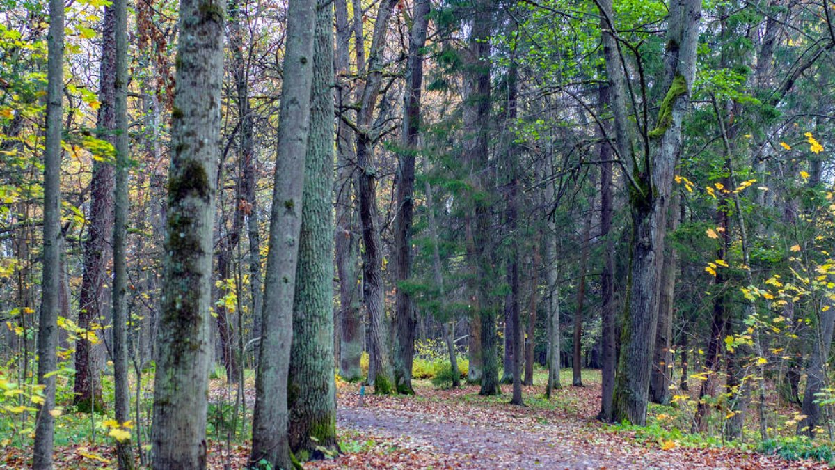 Un alzinar al Parc Natural del Montseny.