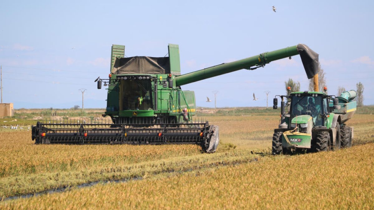 Plano general de una segadora y un tractor trabajando en un campo de arroz de Deltebre.