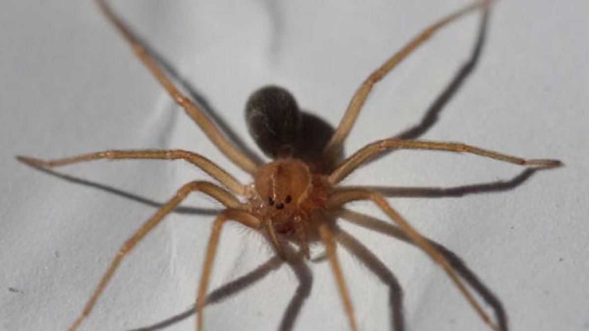 Imagen de archivo de una araña.