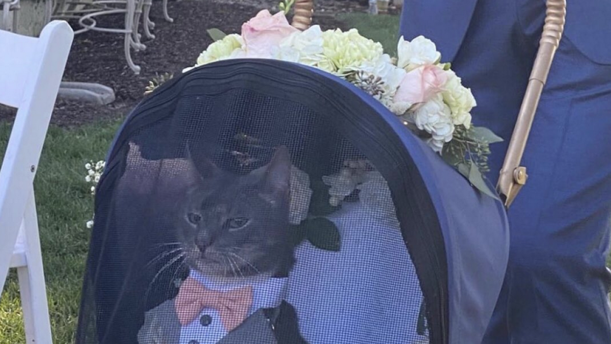 El gato, elegante durante la boda.