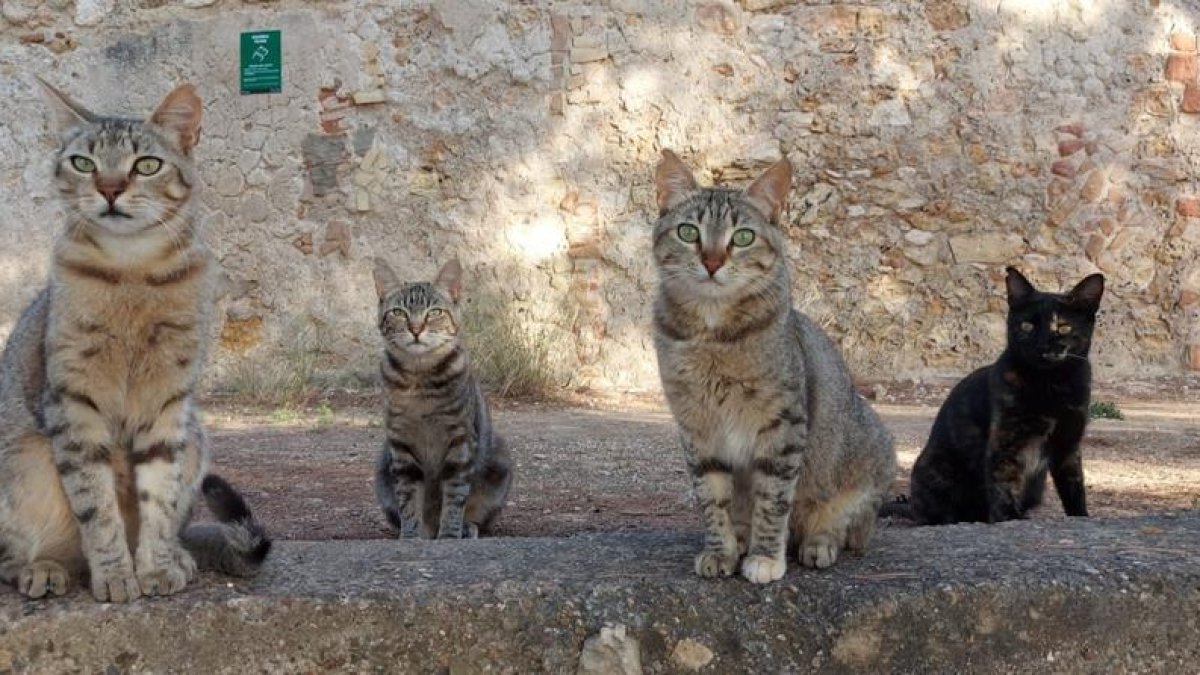 Imagen de archivo de un grupo de gatos.