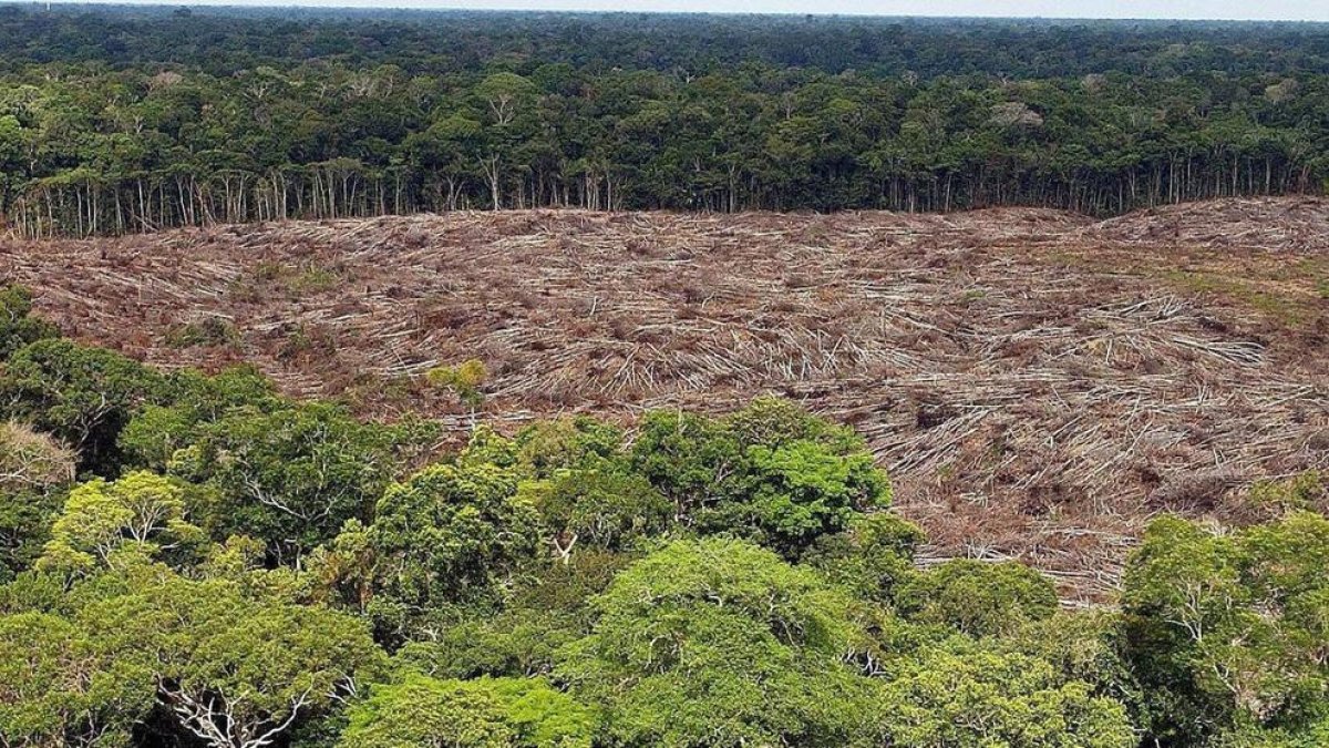 La deforestació de l'Amazones és un dels problemes recurrents.