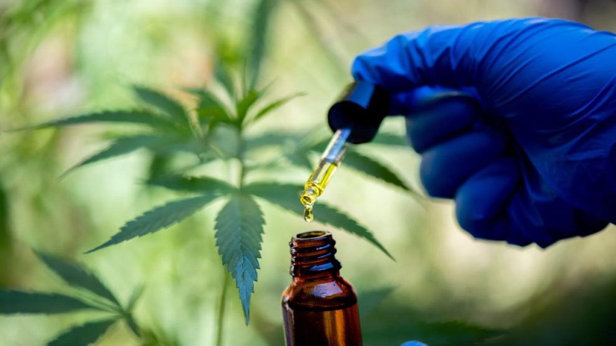 Imatge d'un investigador analitzant cànnabis per a usos terapèutics.