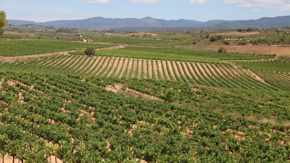 Panoràmica de vinyes de la DO Tarragona, a la comarca de l'Alt Camp, amb la muntanya de Miramar al fons.