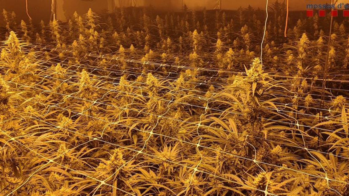 La plantació indoor contenia unes 2.000 plantes en plena floració.