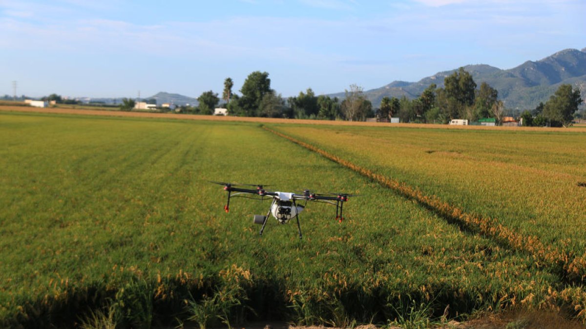 Un dron de l'empresa EbreDrone fumigant un arrossar a Amposta.