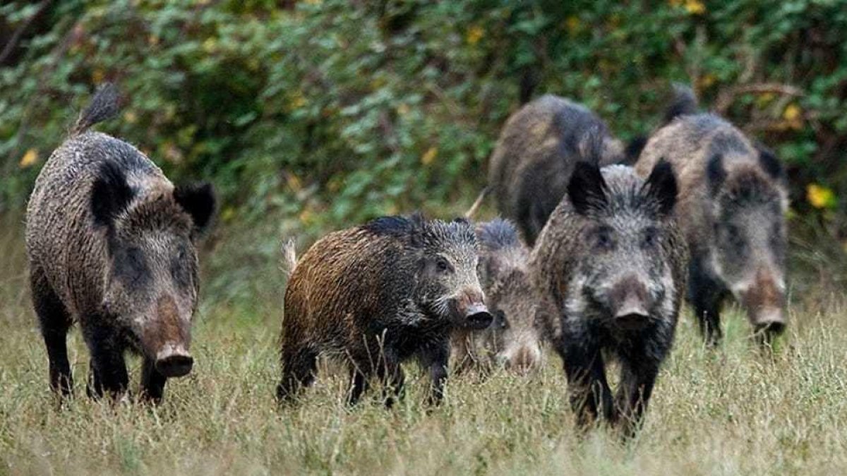 Imatge d'uns senglars en un bosc de Tarragona.