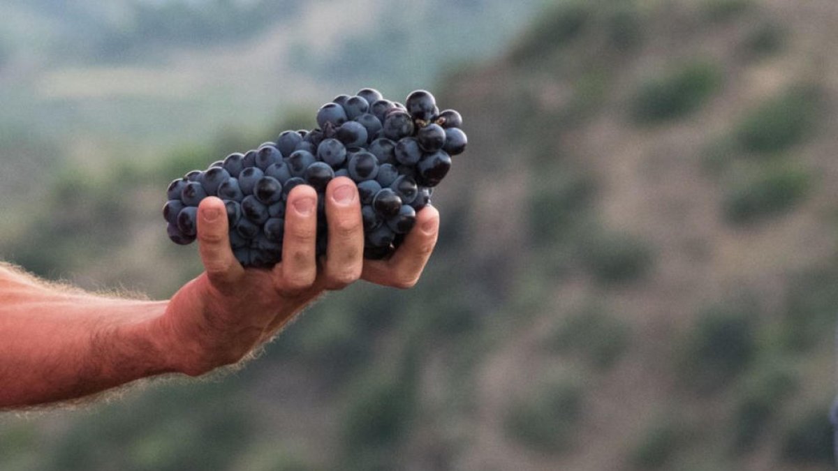 Una mano con un carroll de uva