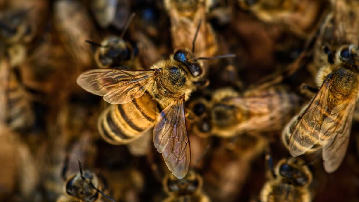 Imagen de archivo de abejas.