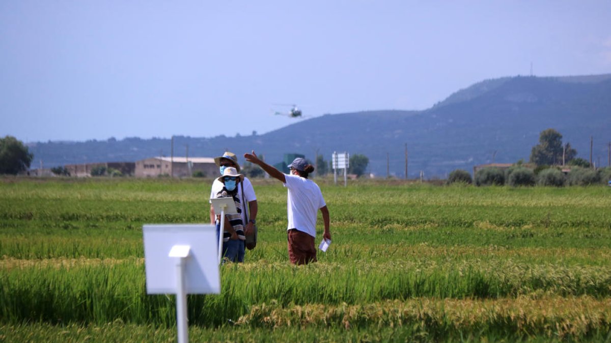 Dos participant ens Jornada de camp del colitu de l'arròs als camps de l'IRTA. Imatge del 27 d'agost de 2020. (horitzontal)
