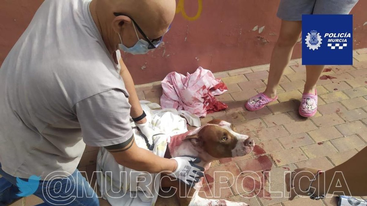 El perro recibe asistencia médica.