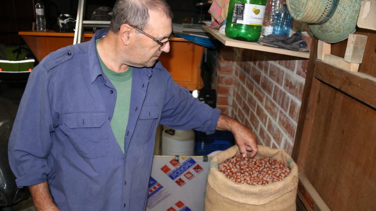 El responsable nacional del sector de la fruta seca de Unió de Pagesos, Rafel Español, mostrando avellanas de la variedad 'negrita' de un saco de la cosecha de este año.