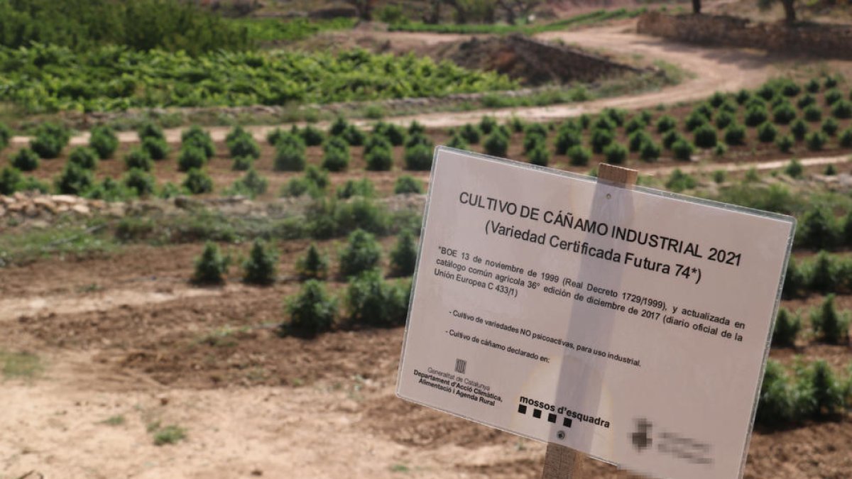 Plano detalle de uno de los carteles informativos en una finca de cáñamo industrial de las Terres de l'Ebre.