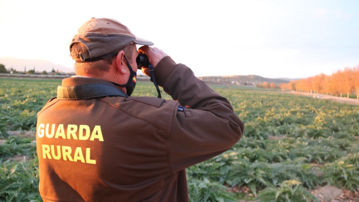 El guarda rural de l'Aldea vigilante con unos prismáticos en una zona de campos de alcachofa.